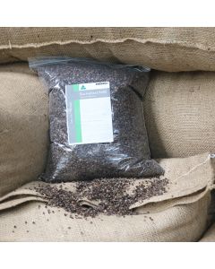 Natural Buckwheat Pillow-Refill Pack - 1kg